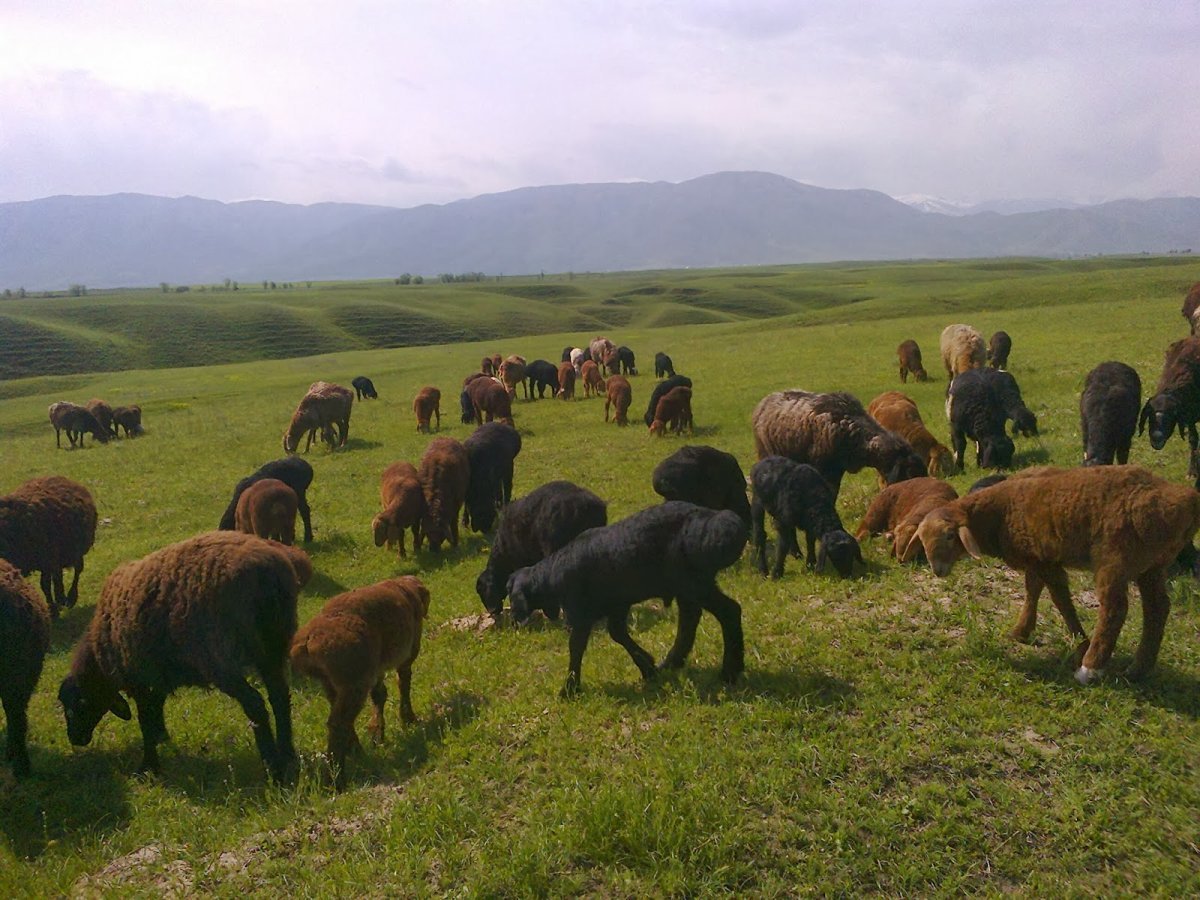 Гиссарская порода Баранов вес