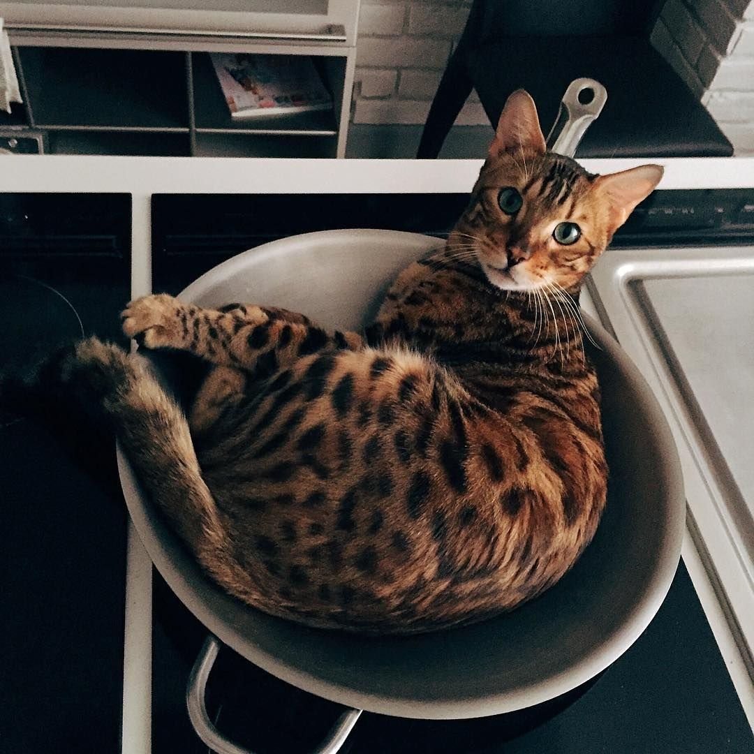 Бенгальская Саванна кошка