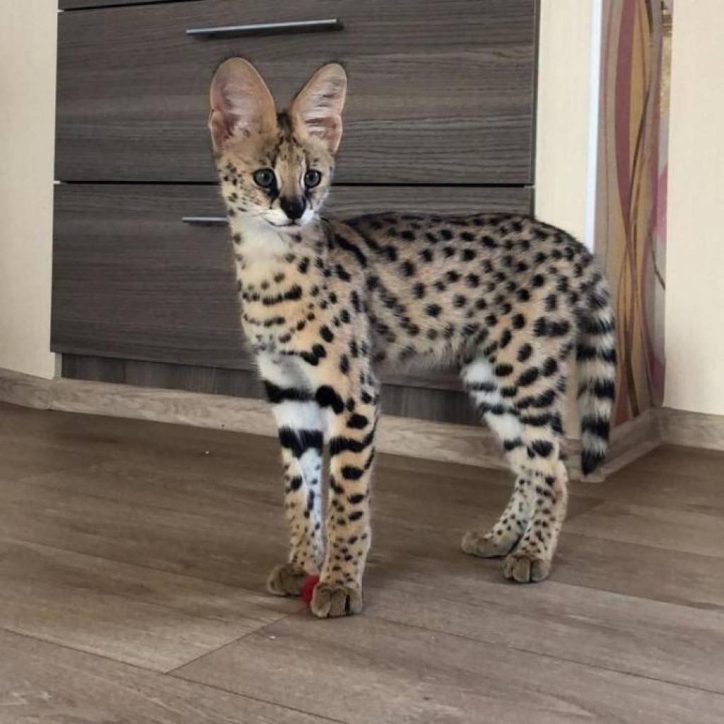 Выставка кошек