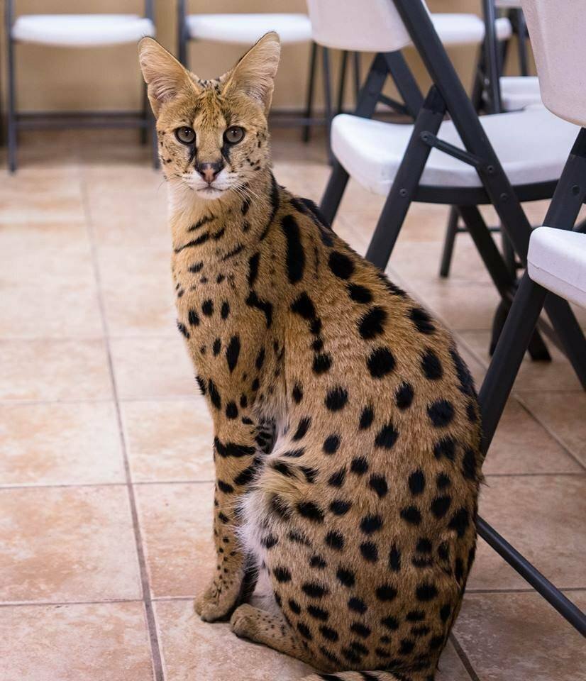 Бенгальская кошка взрослая