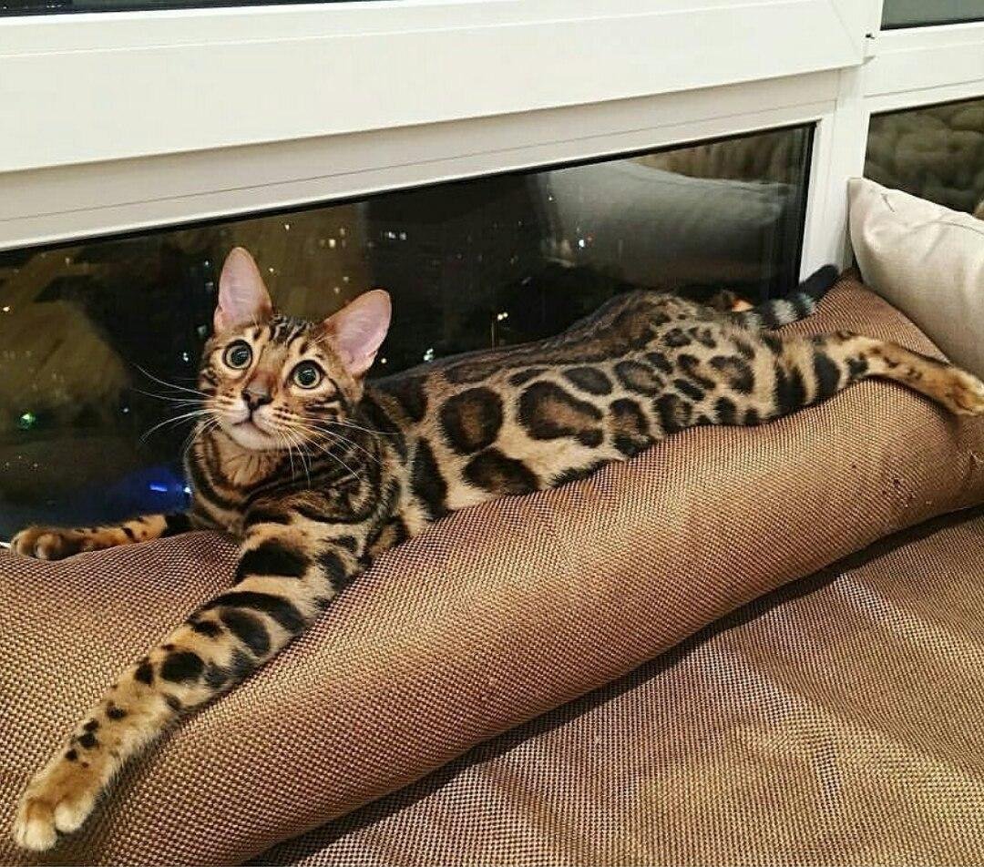Популярные виды кошек