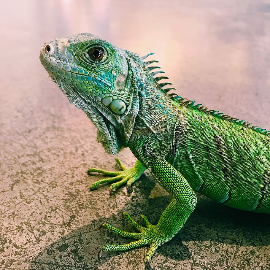 Зеленая игуана