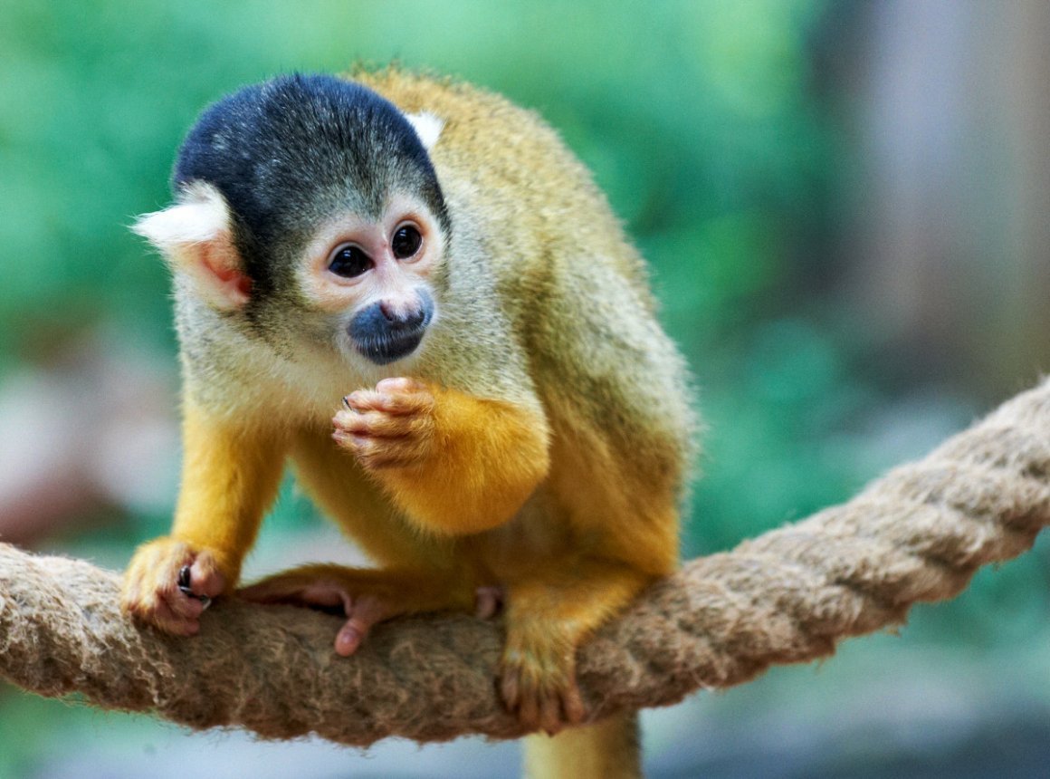 Беличий саймири