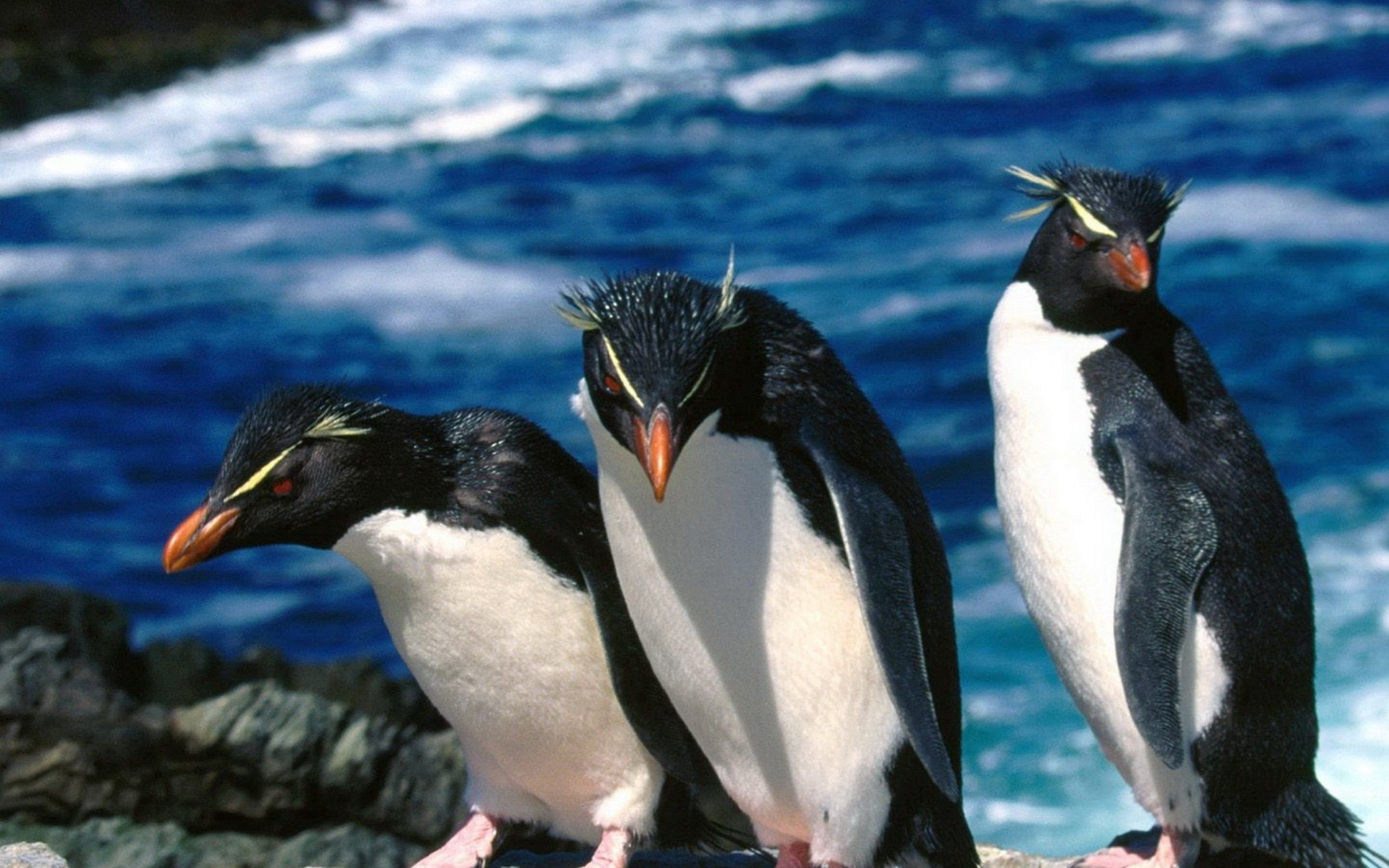 Значение пингвинов в природе. Толстоклювый Пингвин. Королевский хохлатый Пингвин. Таэрия Пингвин. Альбатрос и Пингвин.