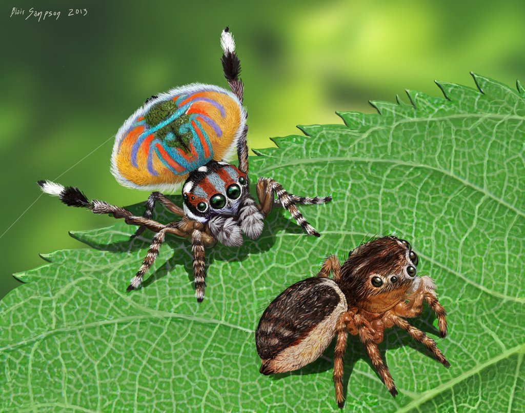 Ladybird mimic паук