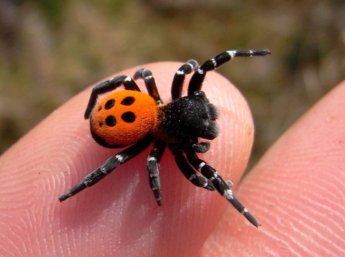 Божьи коровки