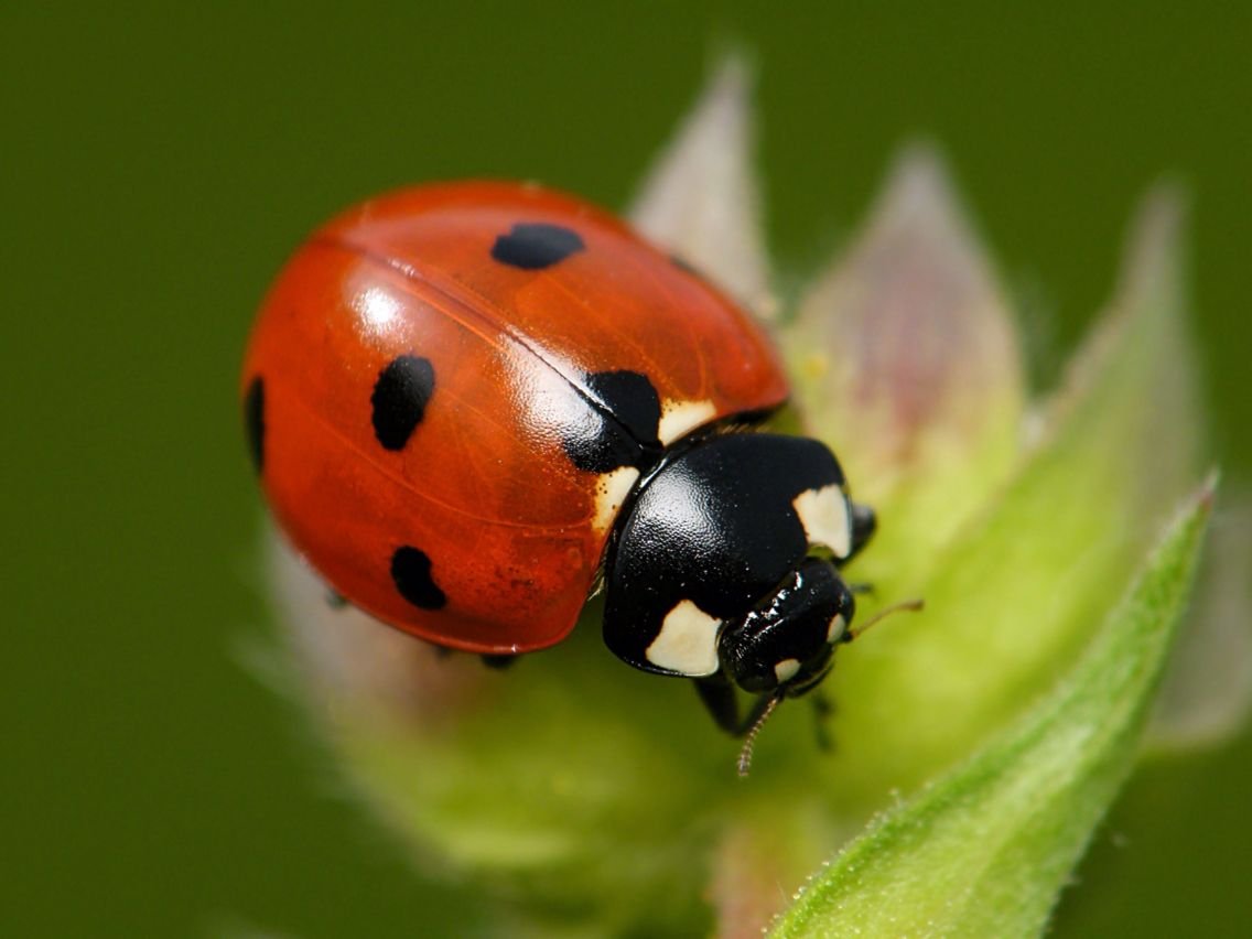 Божья коровка картинка