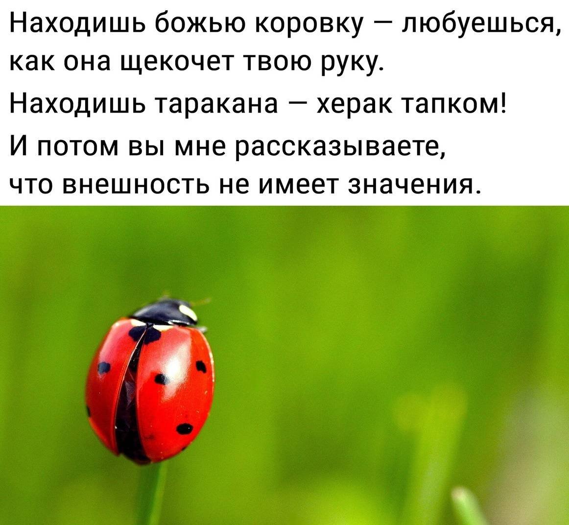 Паук эрезус красный