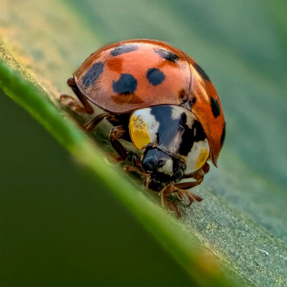 Эрезус Коллара