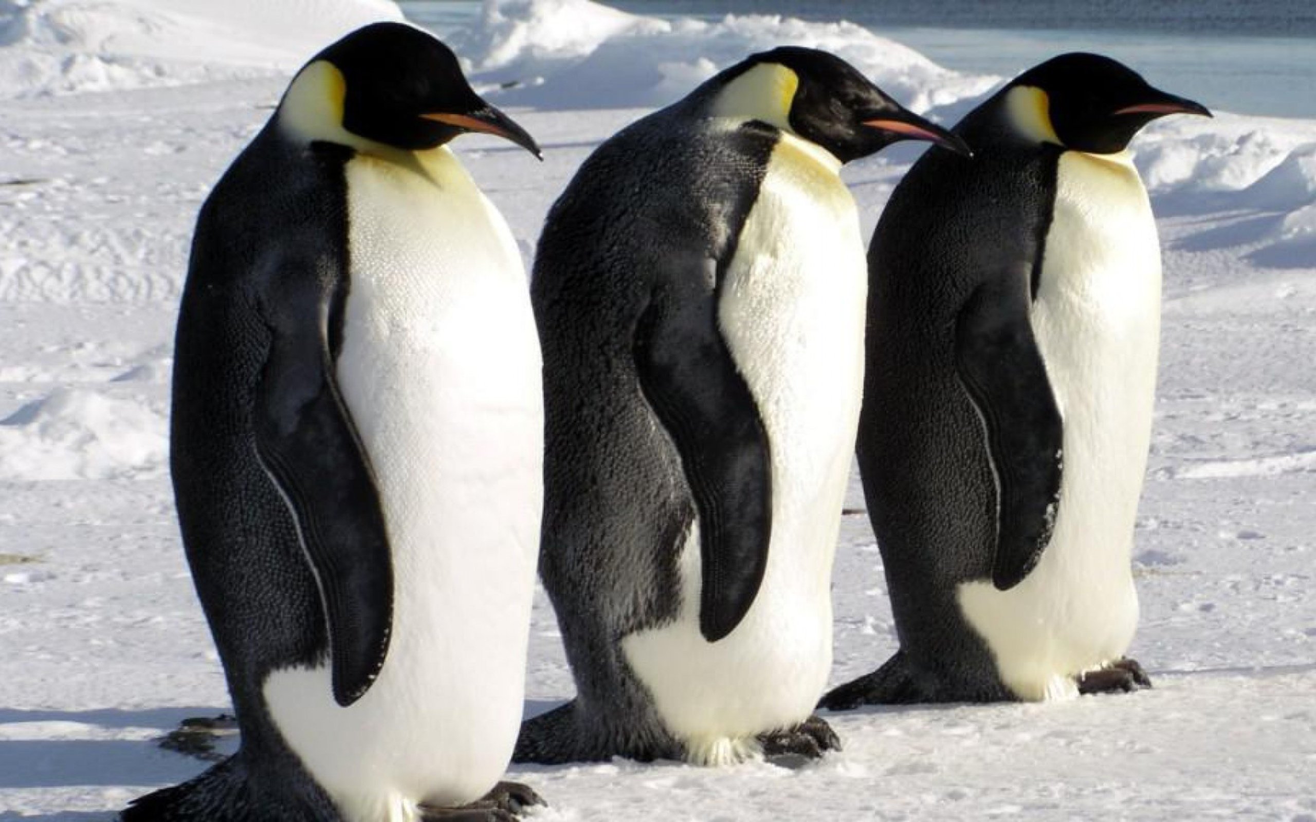 Поставь 3 пингвина