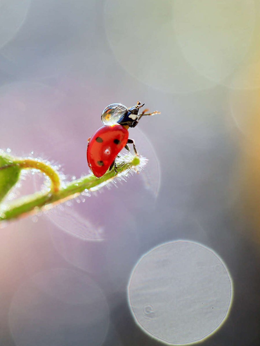 Божья коровка на белом фоне настоящая