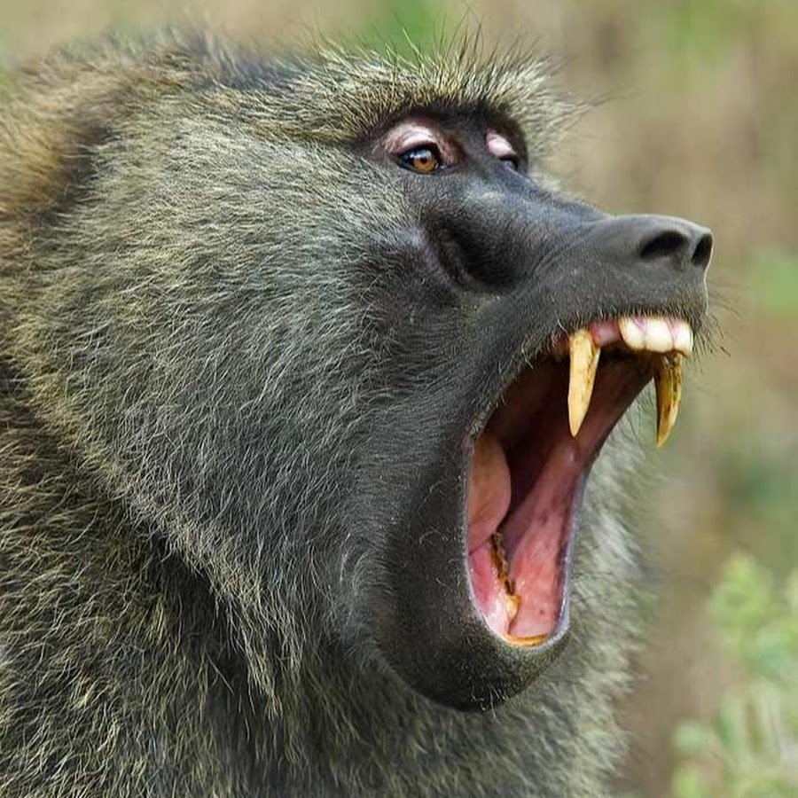 Павиан Анубис клыки
