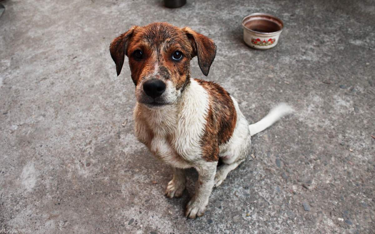 Бездомный щенок