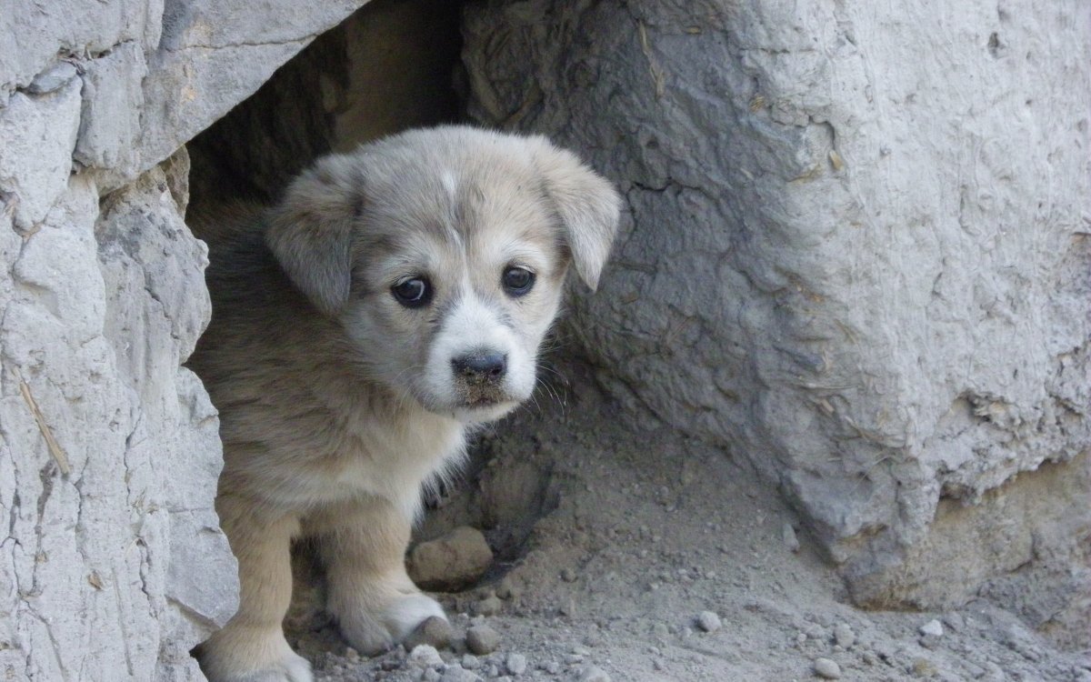 Милые щенки дворняжки