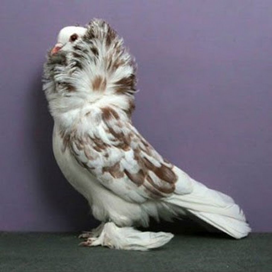 Голубя породы горлицы