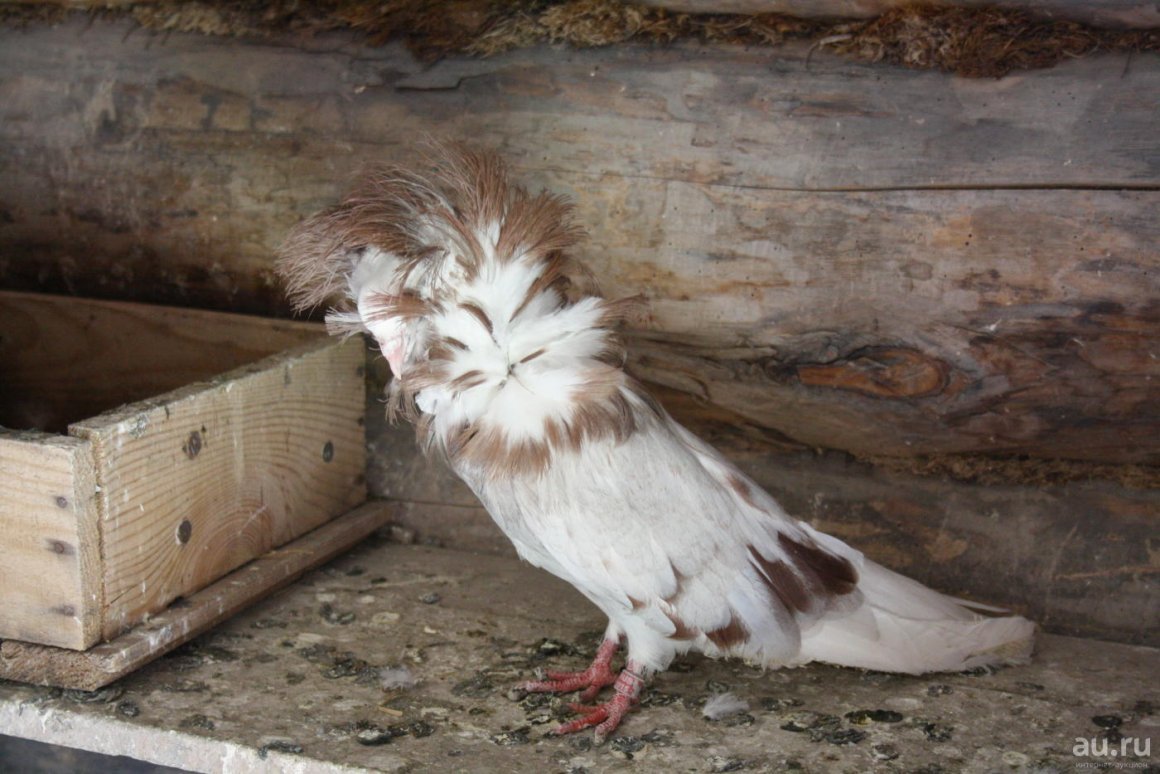 Якобин птица