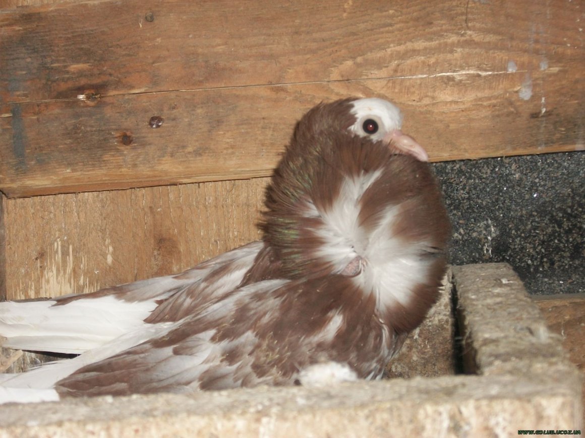 Голуби породы капуцины