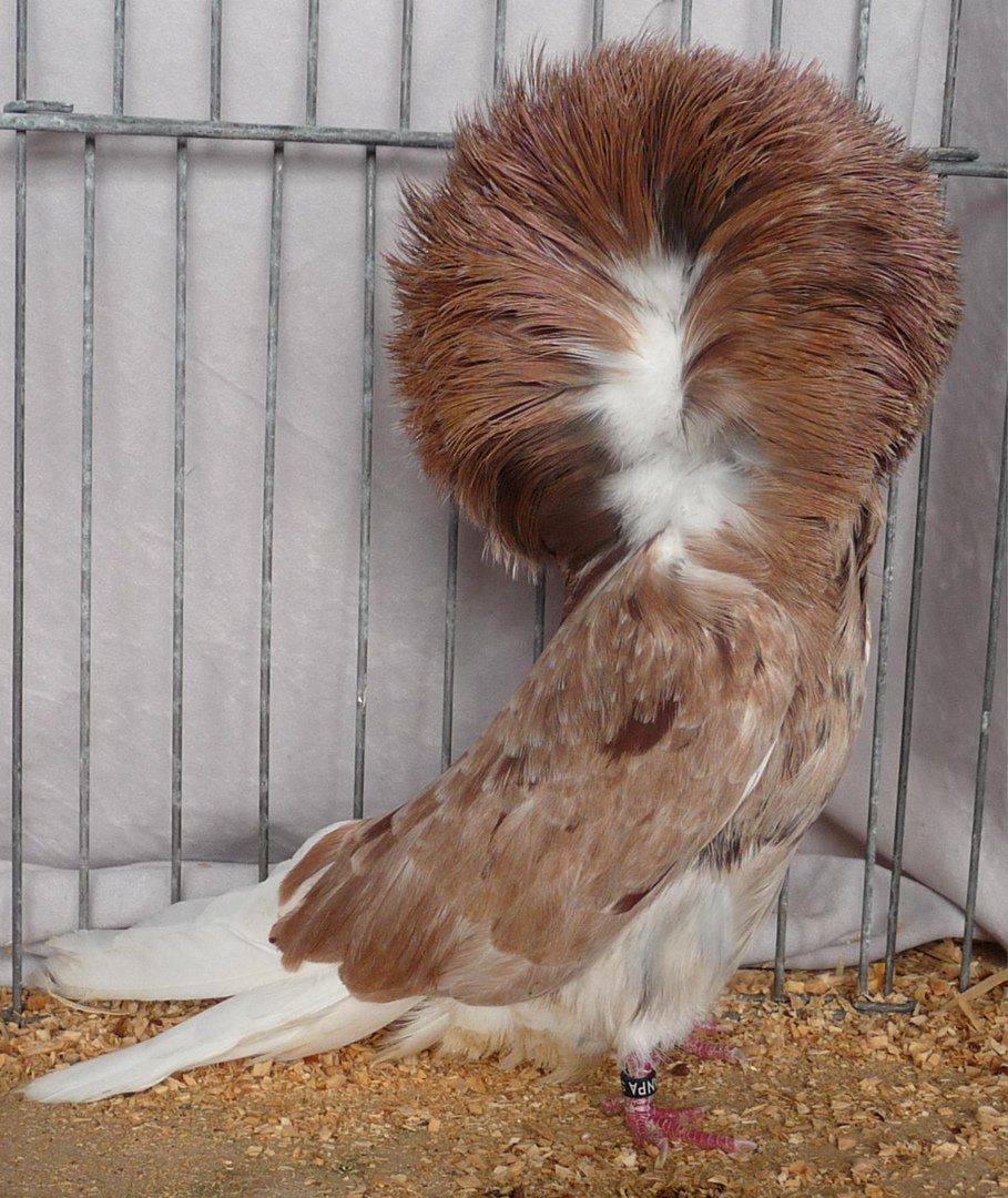 Голуби якобины