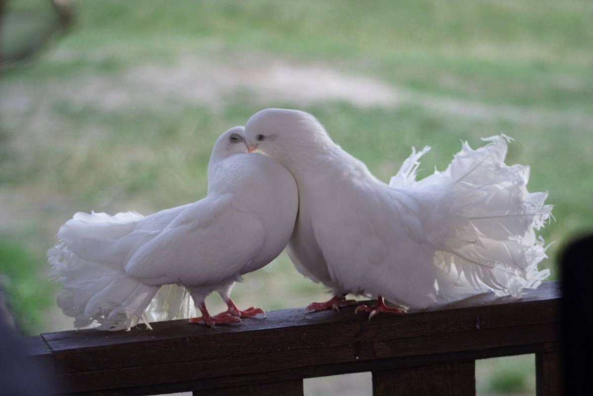 Бойные голуби касаны