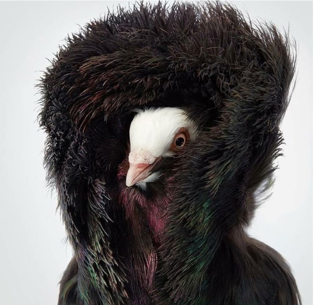 Якобинский голубь