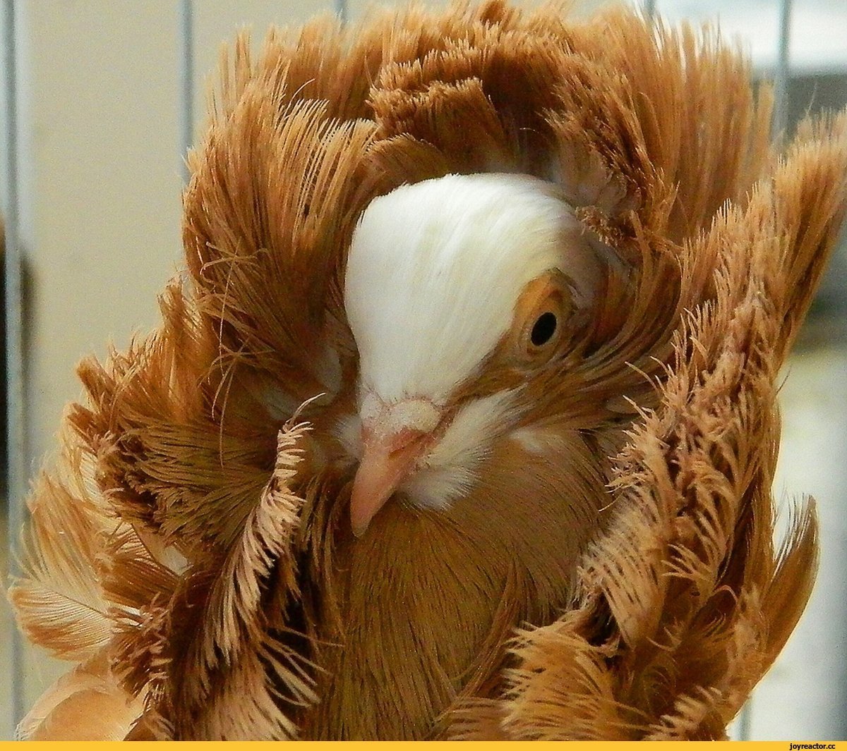 Якобин птица