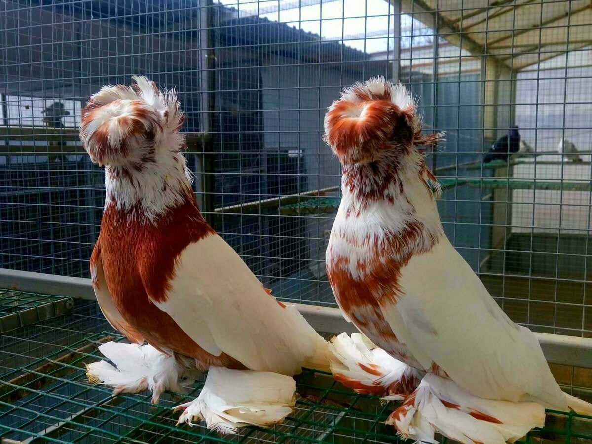 Голуби двухчубые лохмоногие