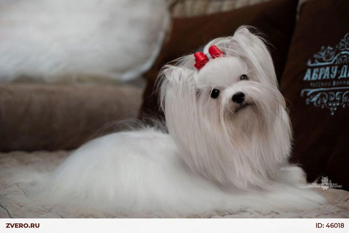 Бивер Йорк от рождения по месяцам