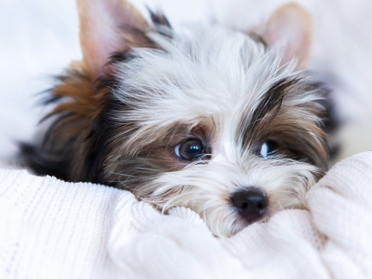 Бивер-Йоркширский терьер