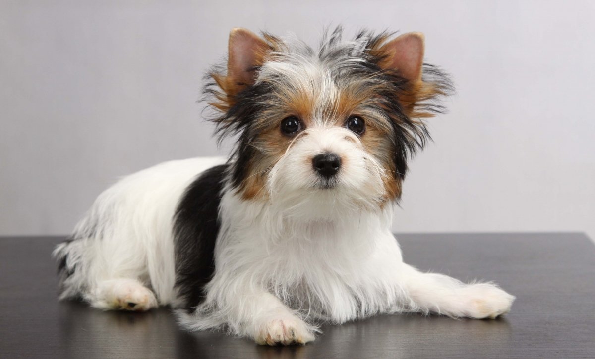 Бивер-Йоркширский терьер