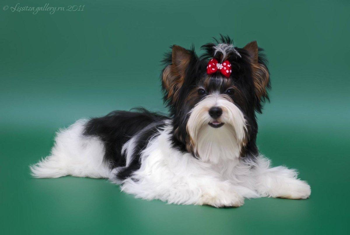 Собаки Эстетика Бивер