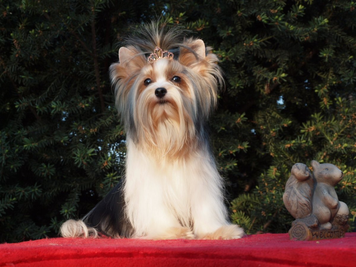 Бивер-Йоркширский терьер белый