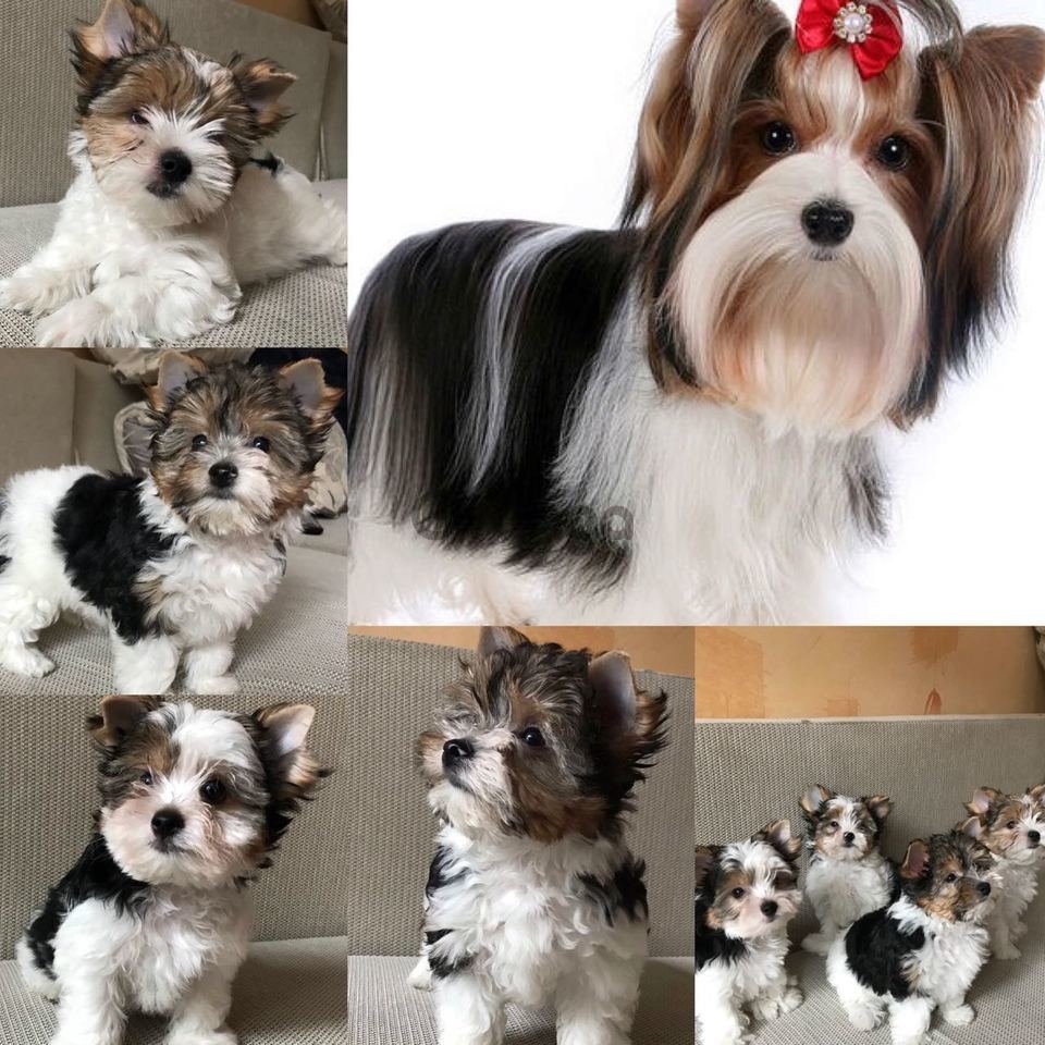 Бивер терьер