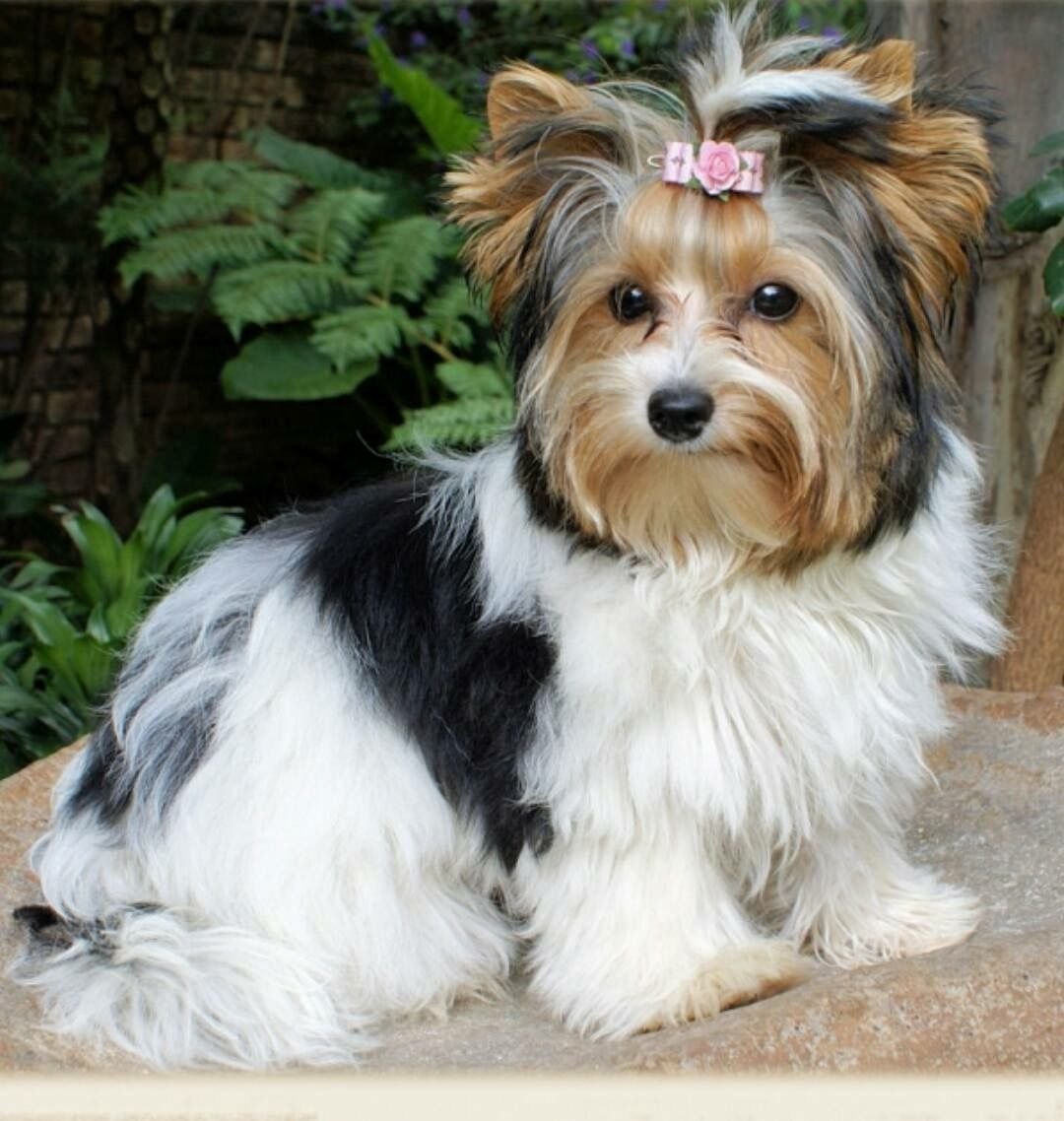 Бивер-Йоркширский терьер стандарт породы