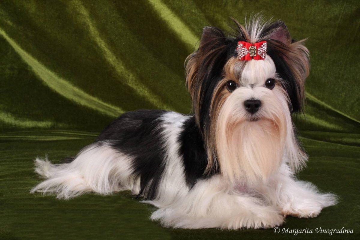 Бивер Йорк терьер