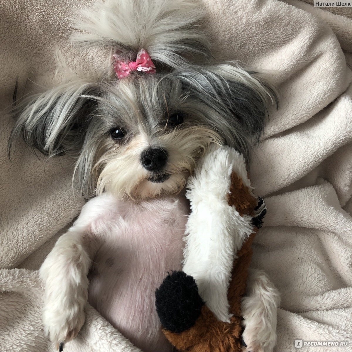 Лаки порода собаки Бивер