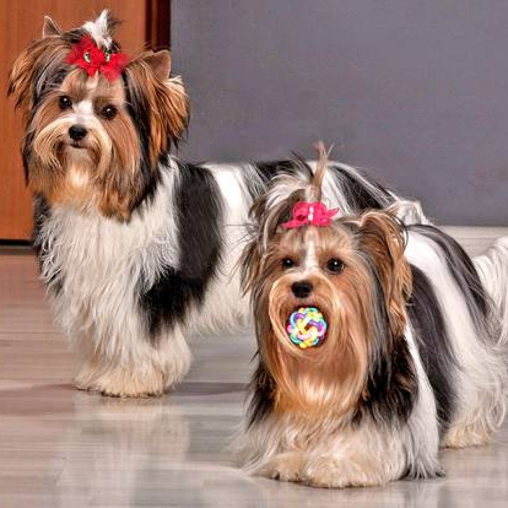 Собака Бивер Йоркширский терьер стриженный