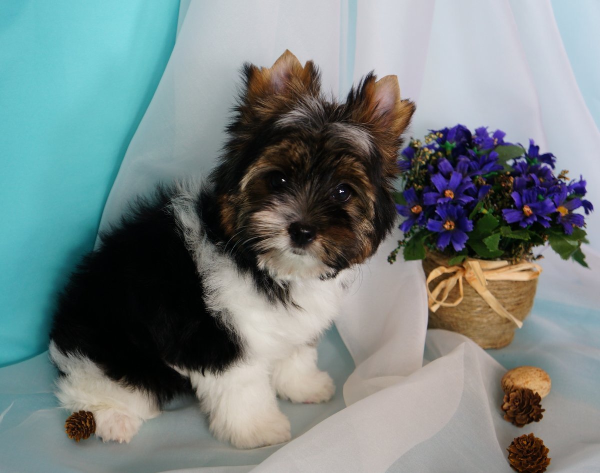 Породы собак декоративные декоративные