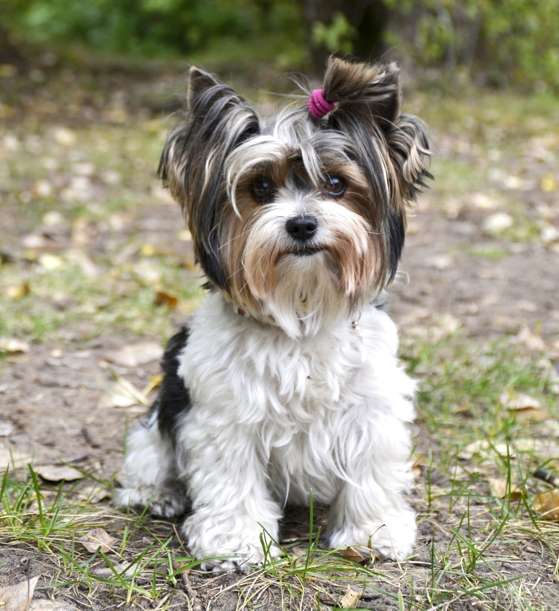 Бивер-Йоркширский терьер