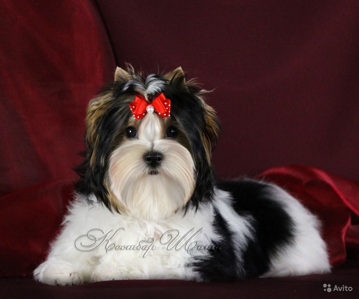 Бивер-Йоркширский терьер