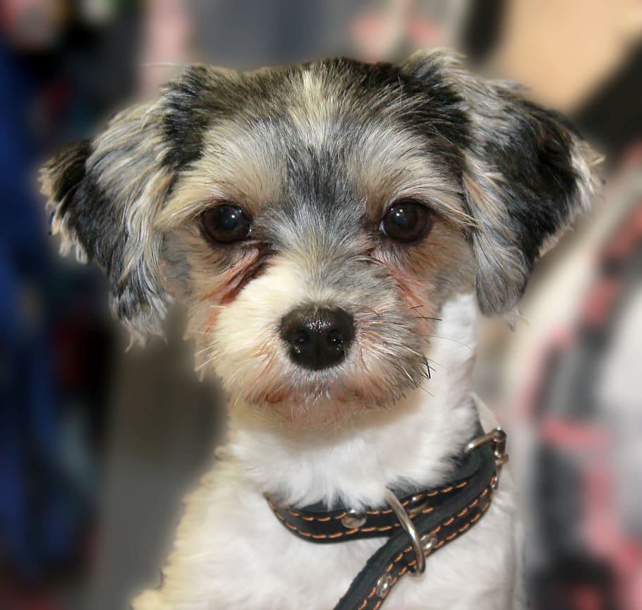 Бивер Йорк альбинос