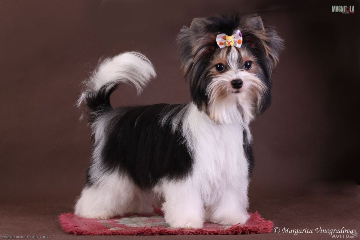 Бивер Йорк авито