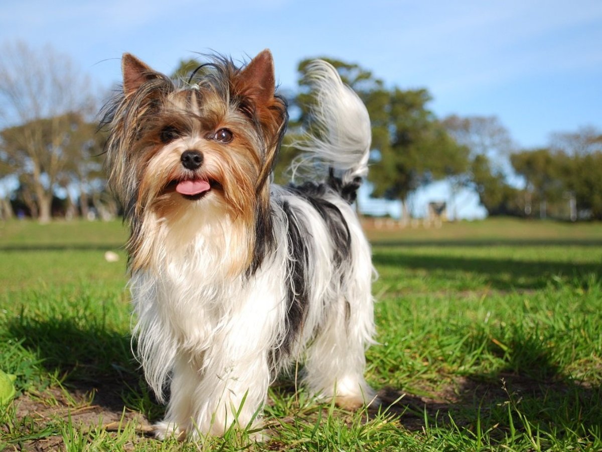 Шотландский Йорк