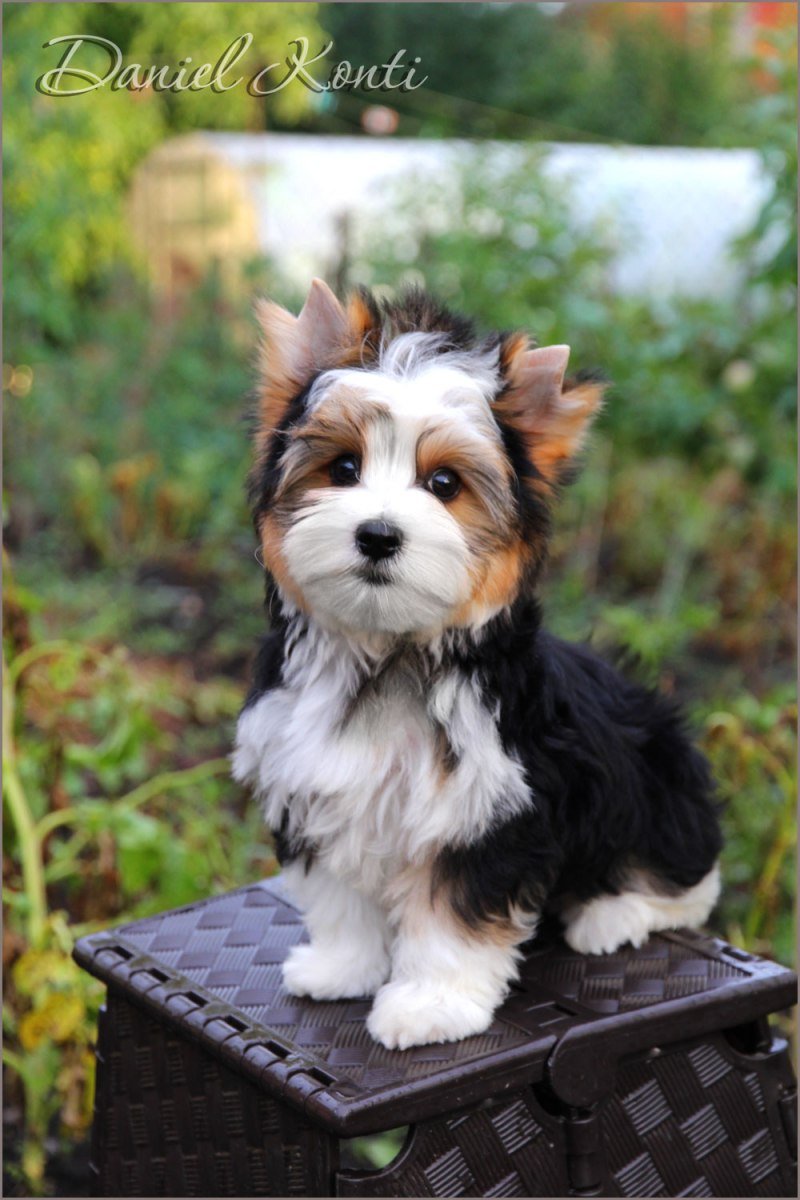 Бивер Йорк стандарт