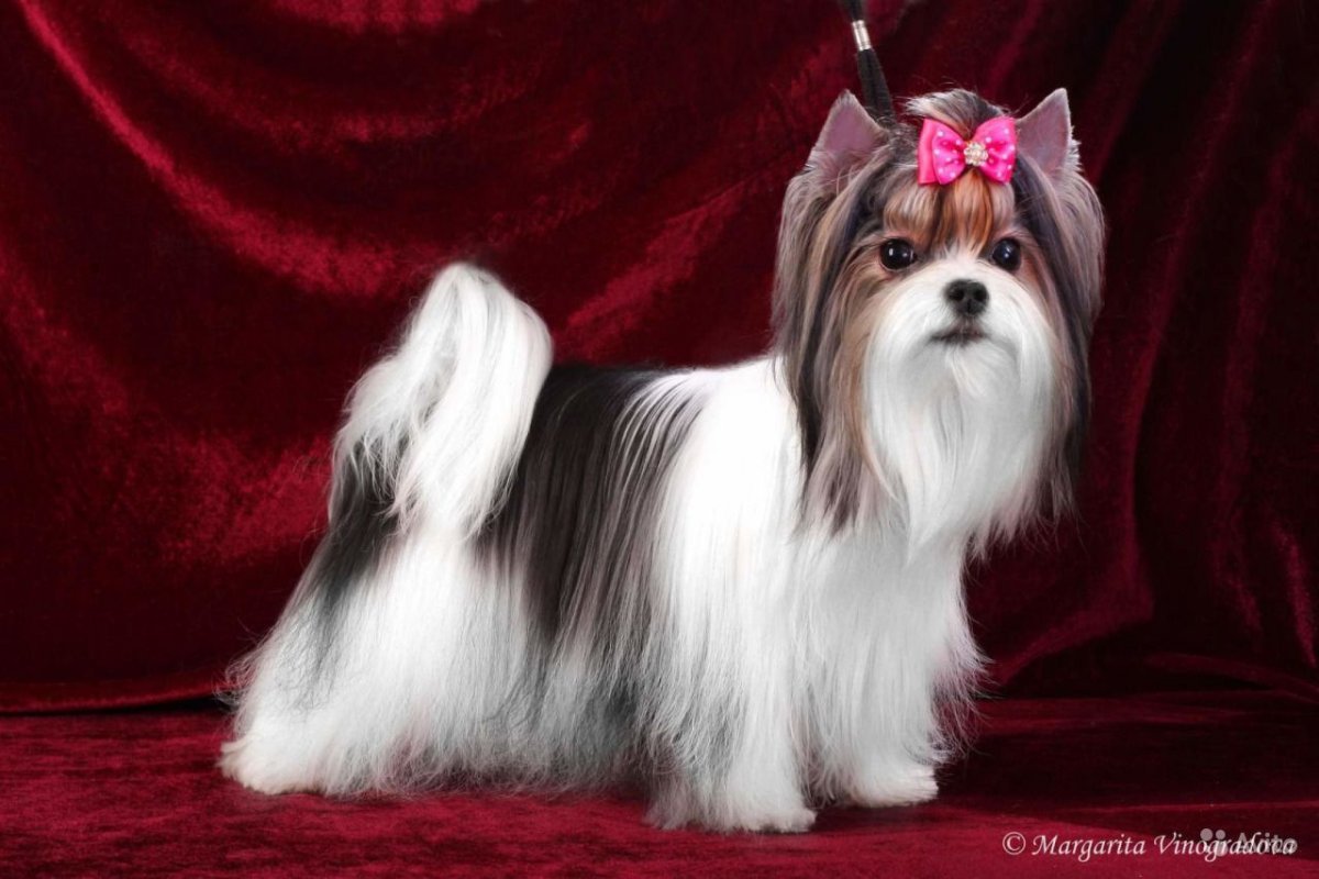 Бивер Йорк белый