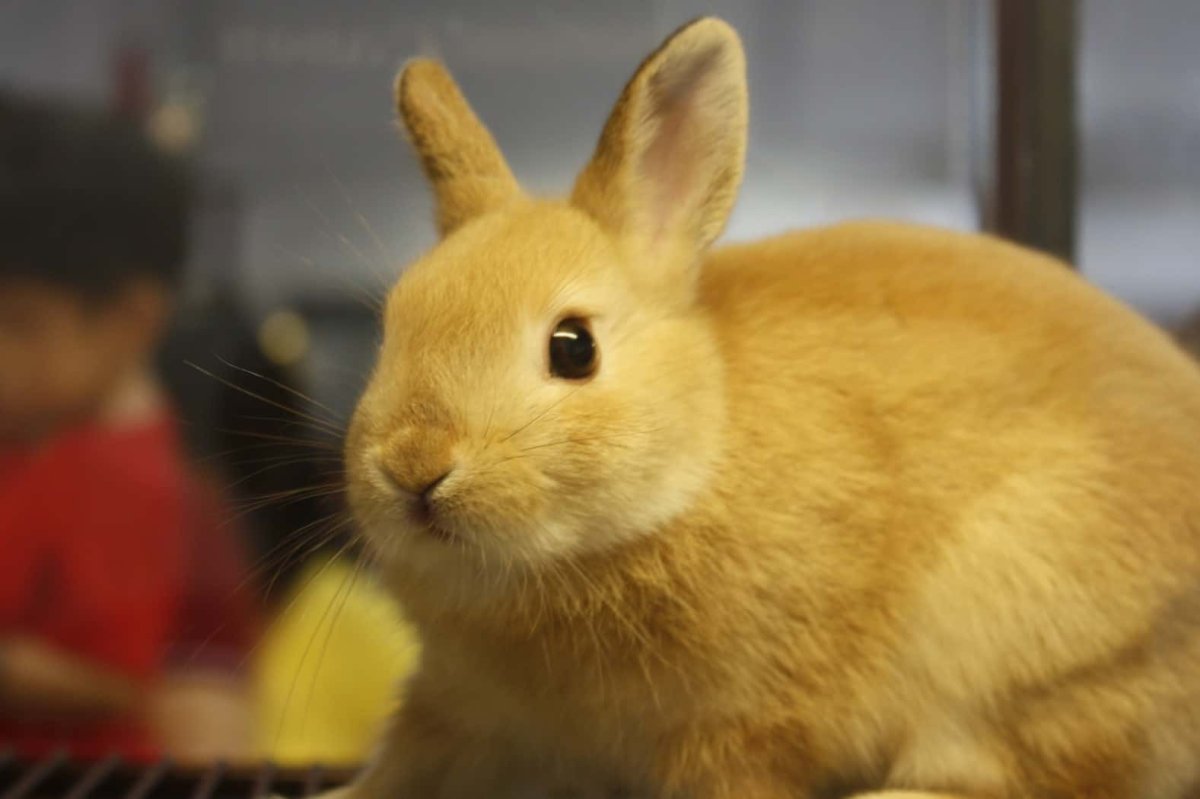 1999 Желтый Земляной кролик