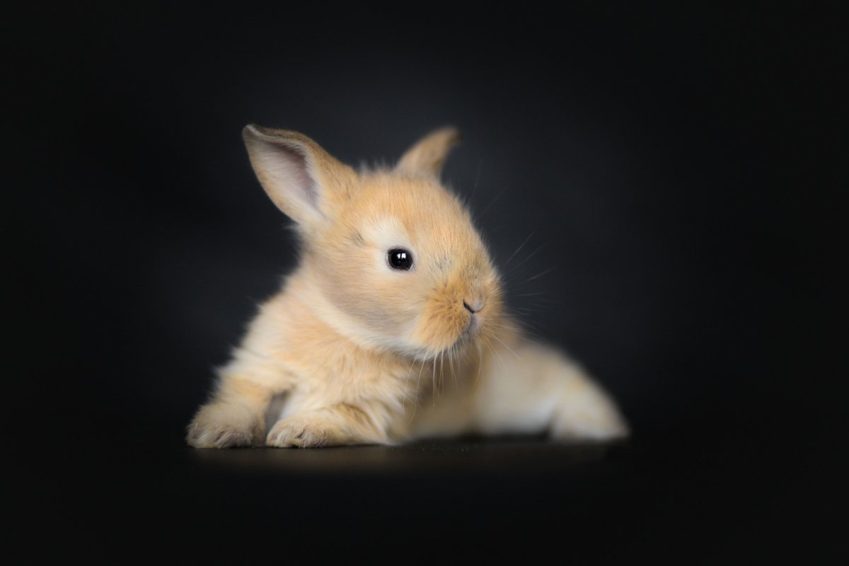 Весенний кролик Альбион