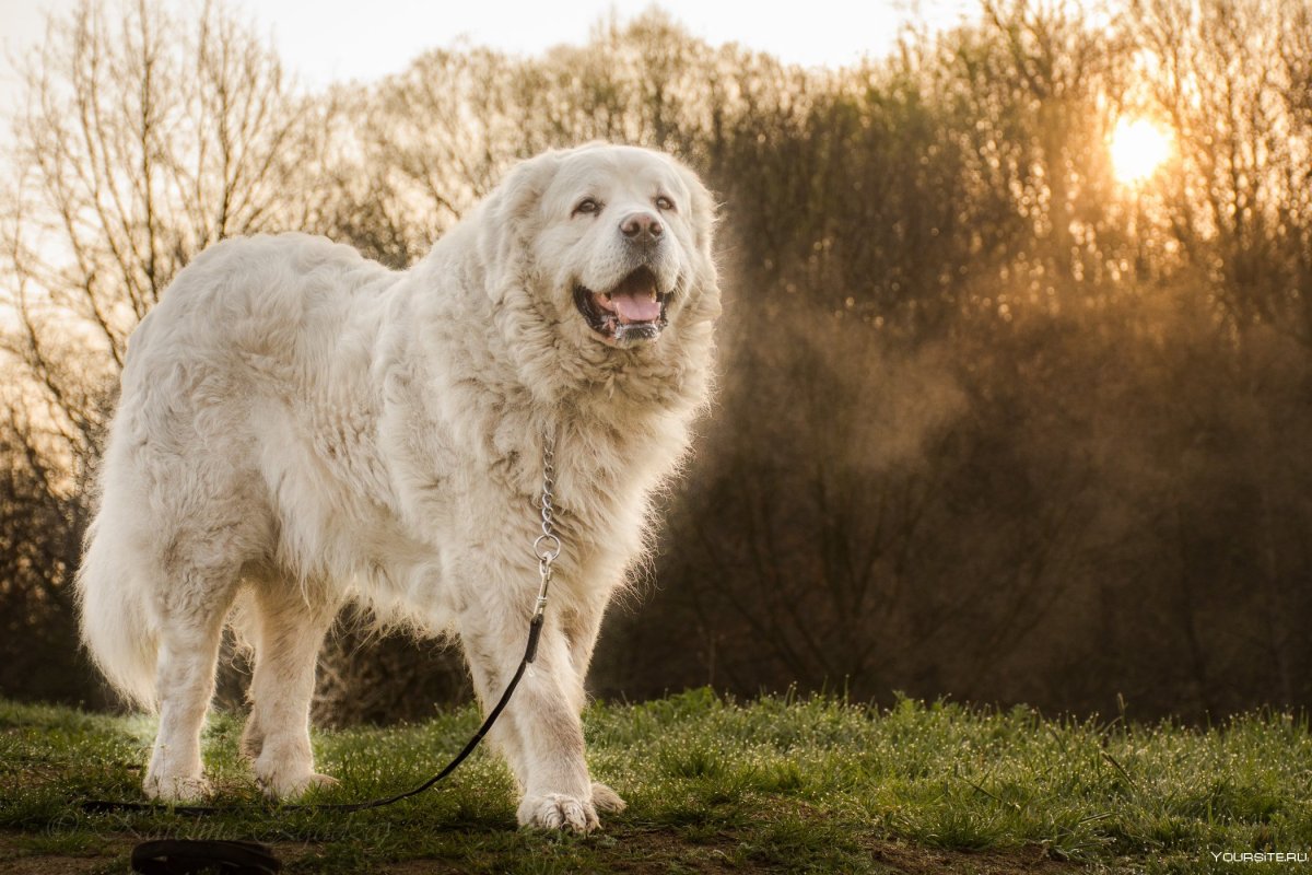 Карликовый Сенбернар