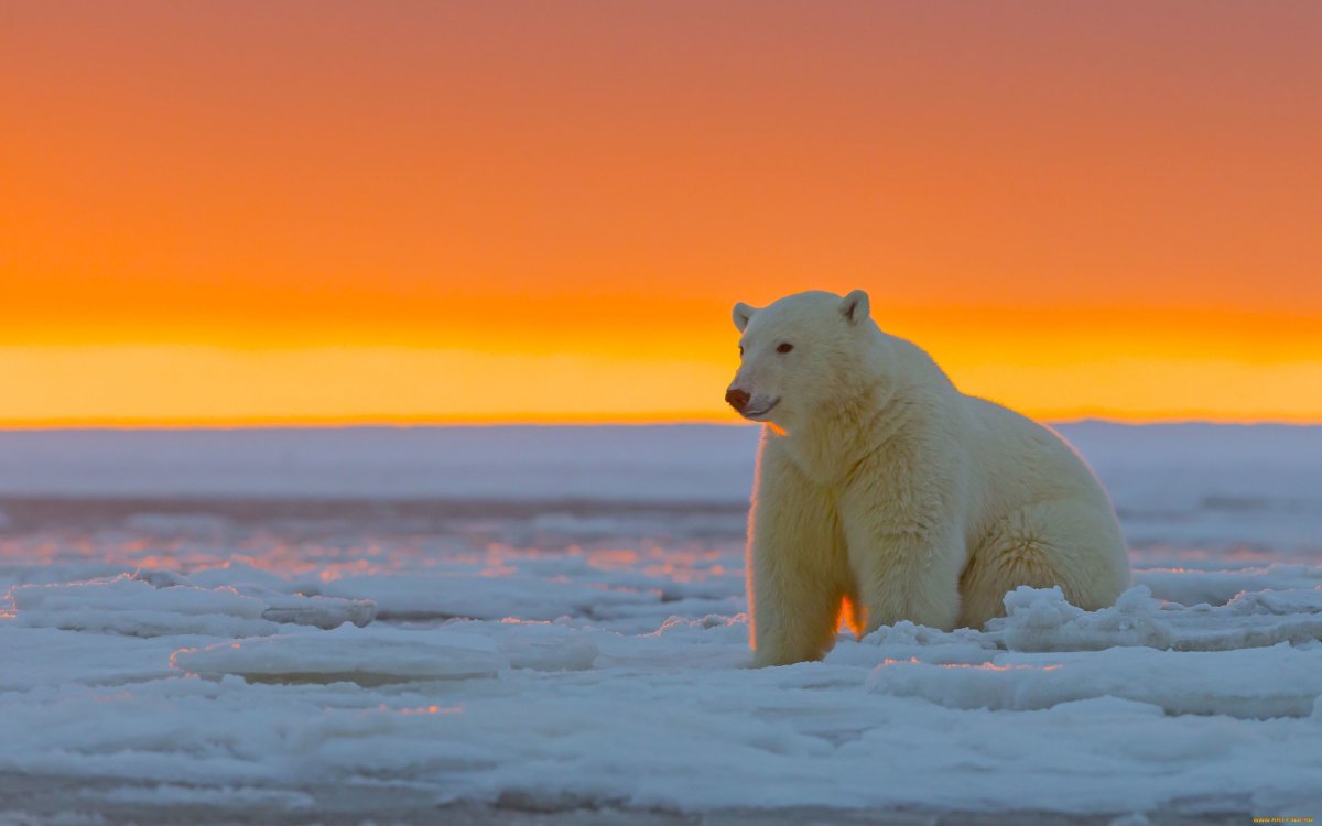 Арктическая пустыня животные