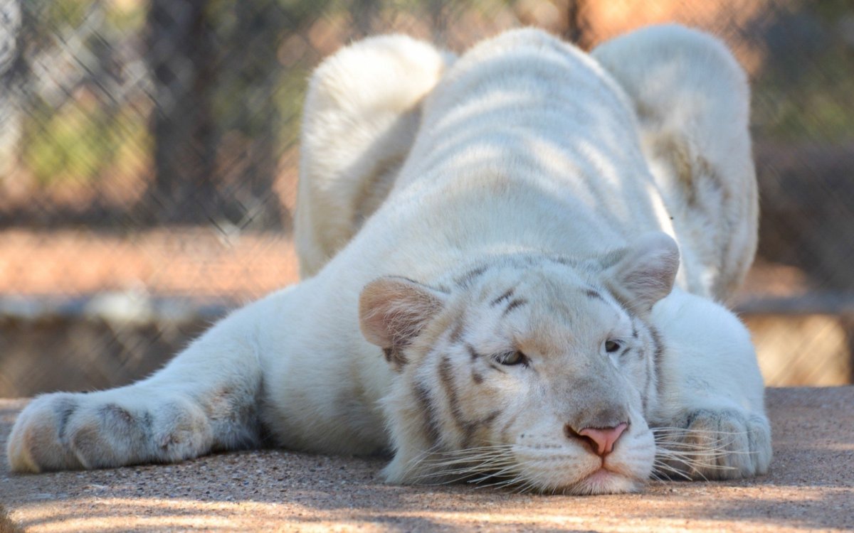 Пантера с голубыми глазами