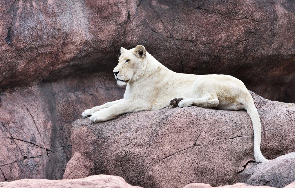 Белая пантера